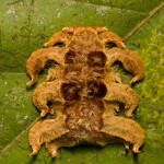 Monkey slug (Phobetron hipparchia) hag moth larva on a leaf in the Osa Peninsula, Costa Rica.. Image shot 02/2009. Exact date unknown.