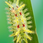 Euclea delphinii, Spiny oak slug caterpillar