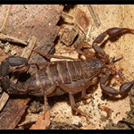 Florida Scorpion