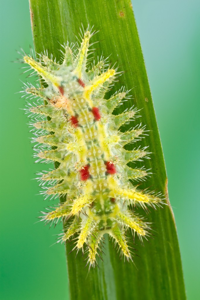 Euclea Delphinii Spiny Oak Slug Caterpillar Floridas Poison Control