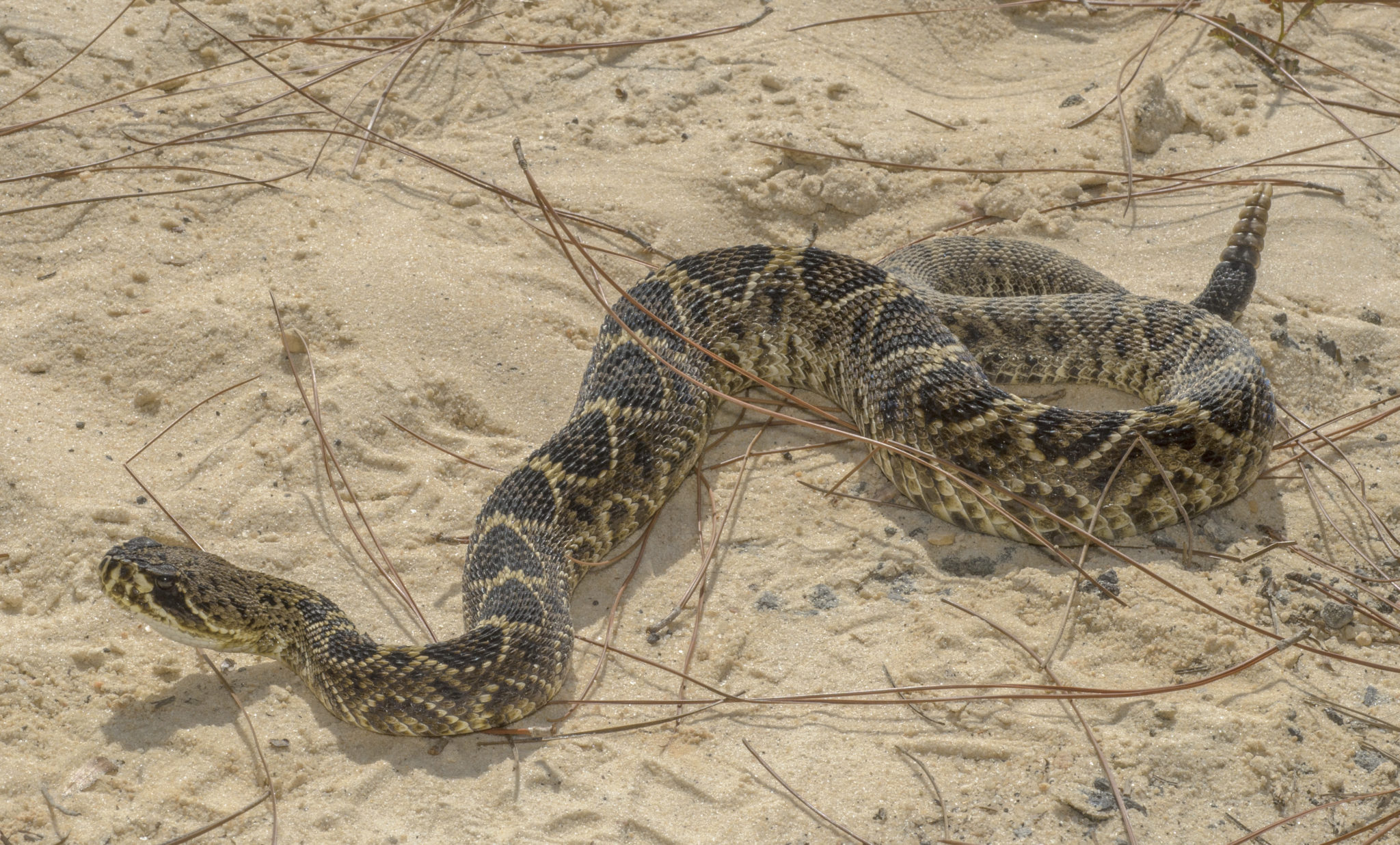 Snakes Florida's Poison Control Centers